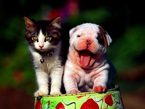 katten-kleine-dieren-puppys-achtergrond