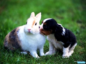 konijn-dieren-puppys-leuke-achtergrond