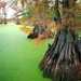 herfst-landschap-natuur-bayou-moeras-achtergrond