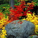 herfst-landschap-natuur-bloemen-achtergrond