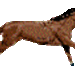 paard%25201