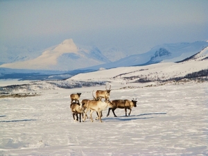 reindeers_above_kilpisja_rvi_-_panoramio