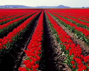 bloemen-hdr-fotos-veld-rode-achtergrond
