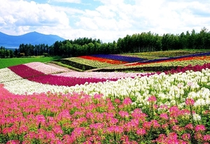 bloemen-veld-wolken-lavendel-achtergrond