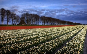 nederland-veld-boerderij-natuur-achtergrond