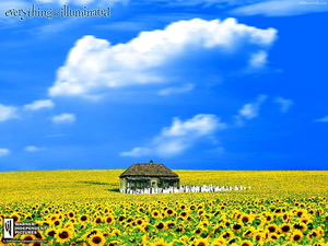 veld-natuur-bloemen-zonnebloem-achtergrond