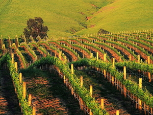 herfst-landschap-landbouw-wijngaard-plantage-achtergrond