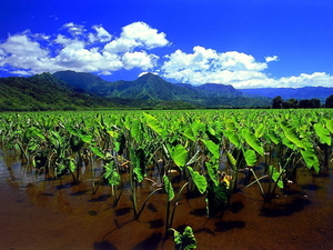 mooie-lucht-landbouw-veld-wolken-achtergrond