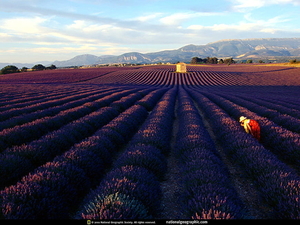 nat-geo-national-geographic-veld-lavendel-achtergrond