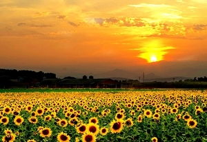 zonnebloem-bloemen-veld-natuur-achtergrond