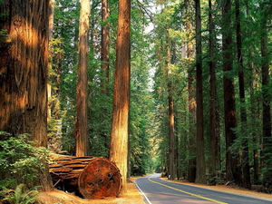 grote-boom-redwood-woud-herfst-landschap-achtergrond