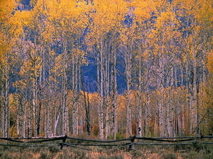 herfst-landschap-noordelijk-hardhoutbos-berk-schilderen-achtergro