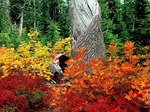 herfst-landschap-noordelijk-hardhoutbos-natuur-woud-achtergrond