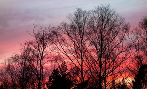 red_sunset_behind_trees_in_brastad_2