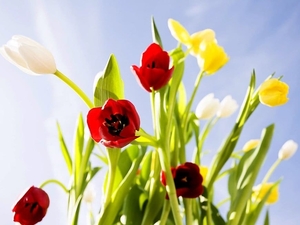 bloemen-bloemblad-rode-gele-achtergrond