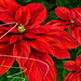 bloemen-vrolijk-kerstfeest-rode-flora-achtergrond