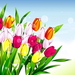 illustratie-bloemen-bloemblad-tulp-achtergrond