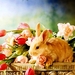 konijn-tamme-bloemen-stilleven-achtergrond