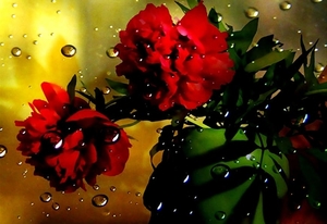 rode-fantastische-bloemen-bloemblad-achtergrond