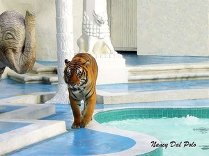 tijger-bengaalse-dieren-aquarel-verf-achtergrond