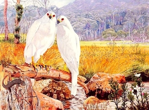 vogel-dieren-schilderen-papegaai-achtergrond