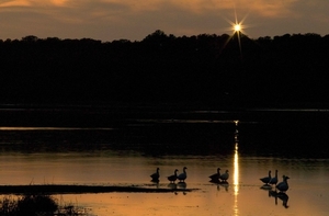 waterfowl_at_dusk_sunset