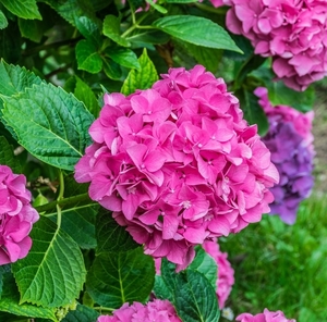 hydrangea_macrophylla_in_the_park_of_the_castle_of_selles_sur_che