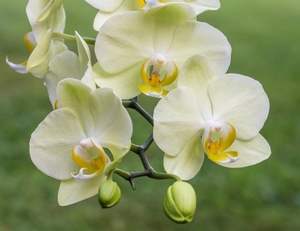 orchidee__phalaenopsis___actm__04