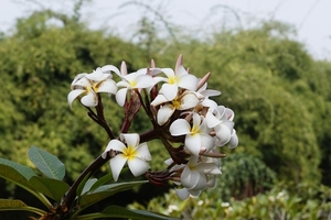 plumeria_rubra_2852