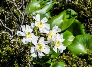 ranunculus_lyallii_in_fiordland_national_park_09