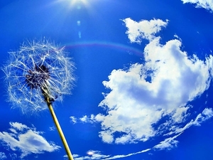 paardebloem-wolken-blauwe-bloemen-achtergrond