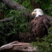 amerikaanse-zeearend-vogel-roofvogel-adelaar-achtergrond