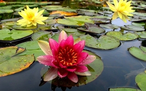bloemen-heilige-lotus-waterlelie-achtergrond