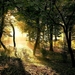 natuur-woud-zonlicht-herfst-achtergrond