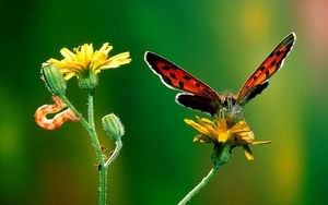 insecten-vlinder-natuur-macro-achtergrond