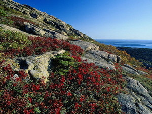 natuur-bloemen-kust-toendra-achtergrond