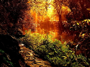 natuur-herfst-landschap-zonlicht-achtergrond