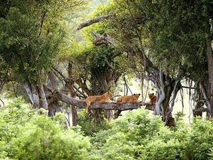 natuur-leeuw-giraffe-jungle-achtergrond