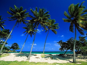 natuur-palmboom-strand-tropen-achtergrond