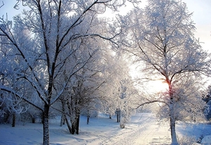 sneeuw-winter-vorst-natuur-achtergrond (1)