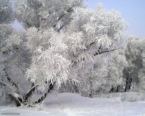 vorst-winter-sneeuw-sneeuwstorm-achtergrond