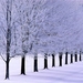 winter-sneeuw-vorst-papierberk-achtergrond