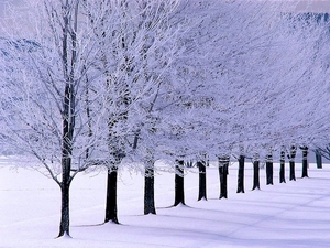 winter-sneeuw-vorst-papierberk-achtergrond