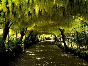 natuur-groene-gele-pad-achtergrond