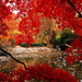 natuur-herfst-rode-esdoorn-achtergrond