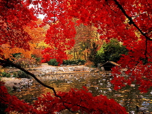 natuur-herfst-rode-esdoorn-achtergrond