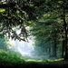 natuur-woud-groene-mist-achtergrond