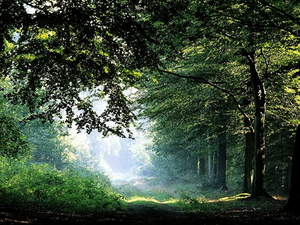 natuur-woud-groene-mist-achtergrond