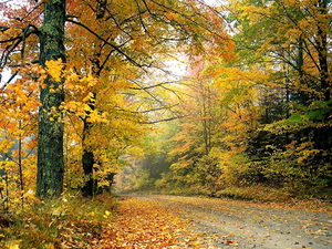 natuur-woud-herfst-esdoorn-achtergrond