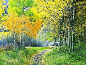 natuur-woud-herfst-noordelijk-hardhoutbos-achtergrond
